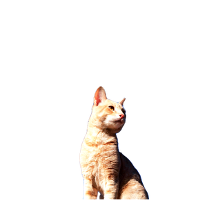 A Tabby Cat Stands Against A Vibrant Blue Sky, Captured Outdoors In Ouargla, Algeria. 14407 - Cat PNG image with transparent background